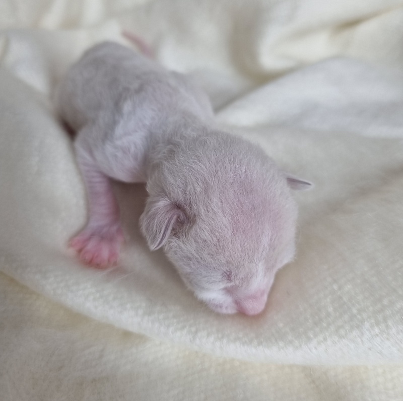 Bad'yan Elemani Dream - Kitten cornish rex 0.5 weeks