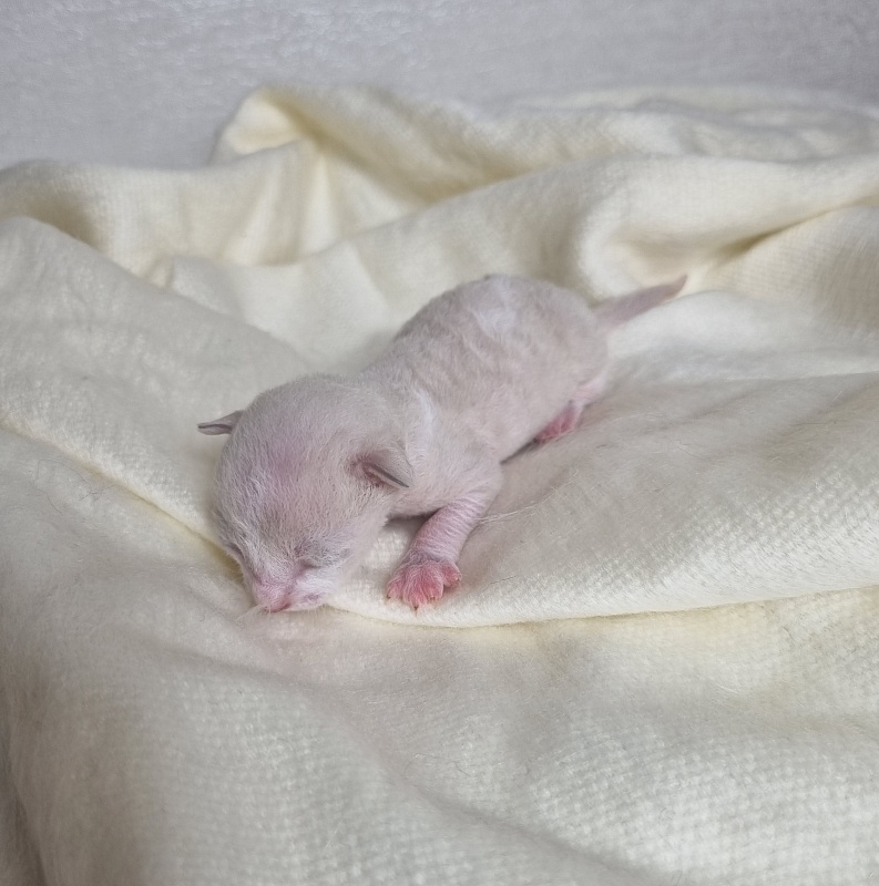 Bad'yan Elemani Dream - Kitten cornish rex 0.5 weeks