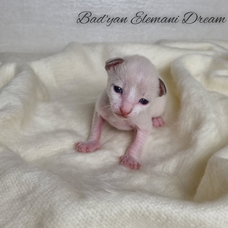 Bad'yan Elemani Dream - Kitten cornish rex 1.5 week