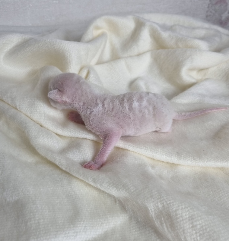 Bad'yan Elemani Dream - Kitten cornish rex 0.5 weeks