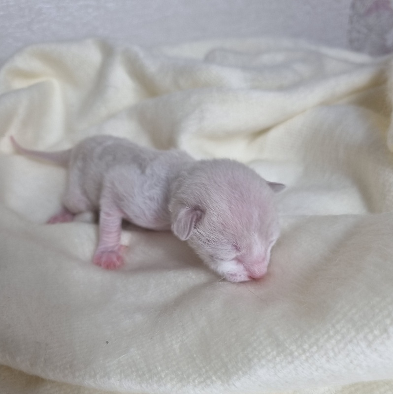 Bad'yan Elemani Dream - Kitten cornish rex 0.5 weeks