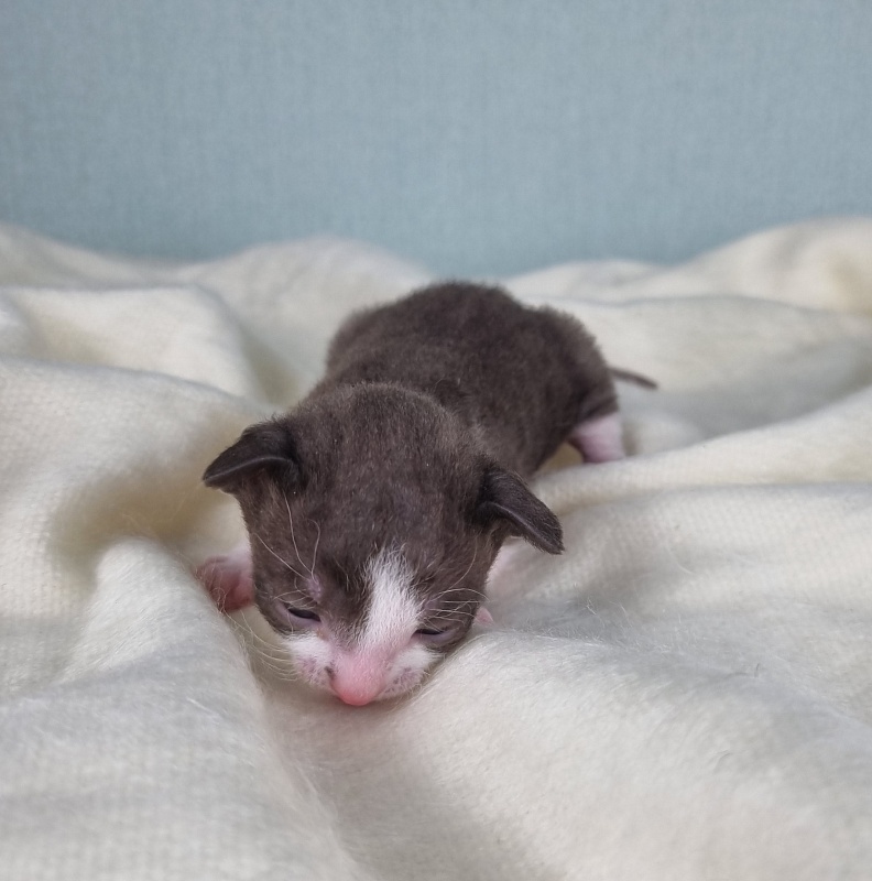 Cvetik Elemani Dream - Kitten cornish rex 1.5 week
