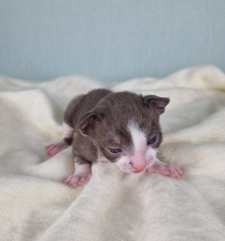 Cvetik Elemani Dream - Kitten cornish rex 1.5 week