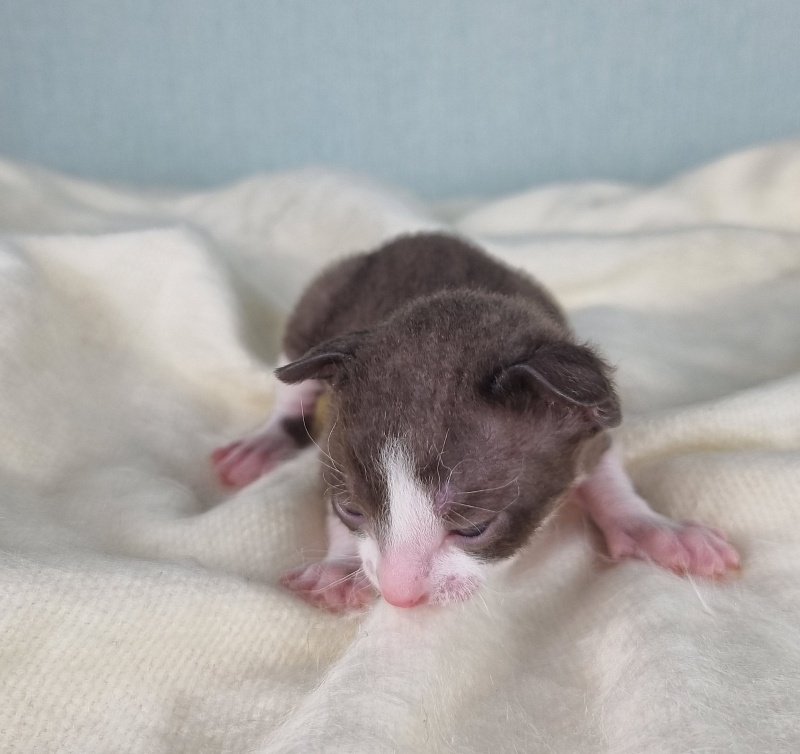 Cvetik Elemani Dream - Kitten cornish rex 1.5 week