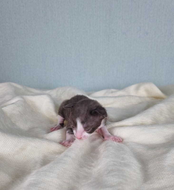 Cvetik Elemani Dream - Kitten cornish rex 1.5 week