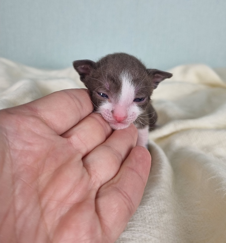 Cvetik Elemani Dream - Kitten cornish rex 1.5 week