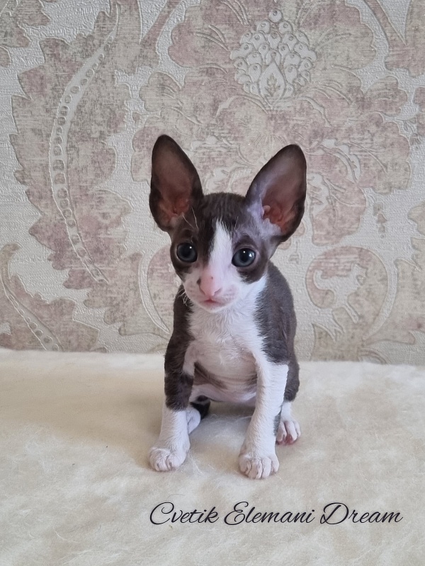 Cvetik Elemani Dream - Kitten cornish rex 1 month 1.5 week