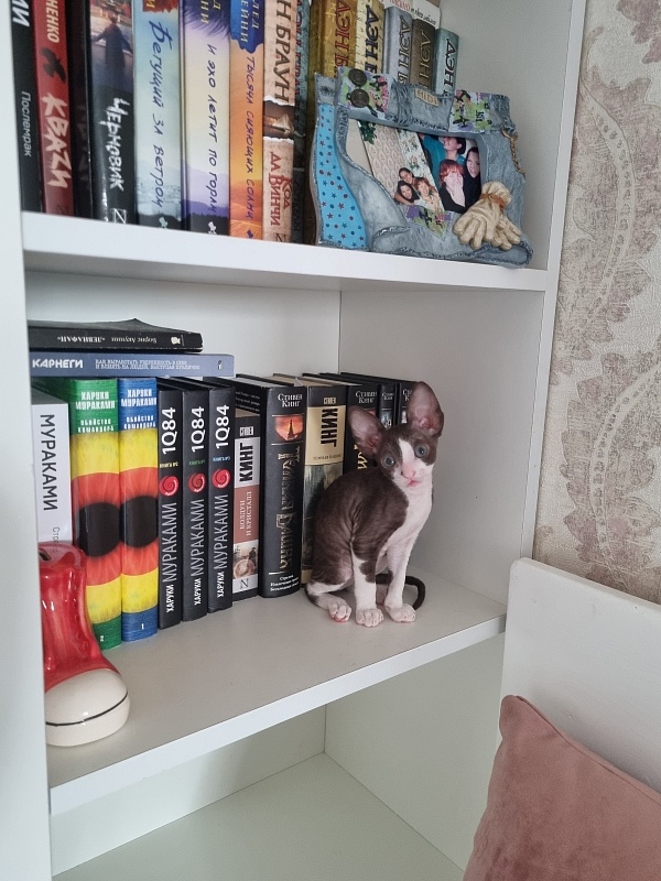 Cvetik Elemani Dream - Kitten cornish rex 1 month 3 weeks