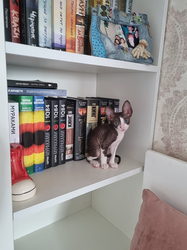 Cvetik Elemani Dream - Kitten cornish rex 1 month 3 weeks