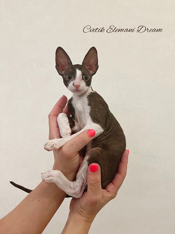 Cvetik Elemani Dream - Kitten cornish rex 2 months 3.5 weeks