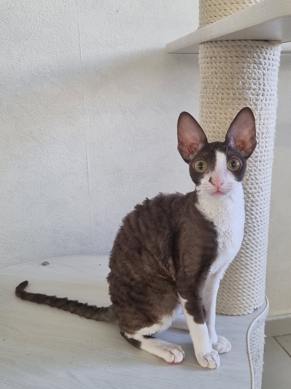 Cvetik Elemani Dream - Kitten cornish rex 4 months 2.5 weeks