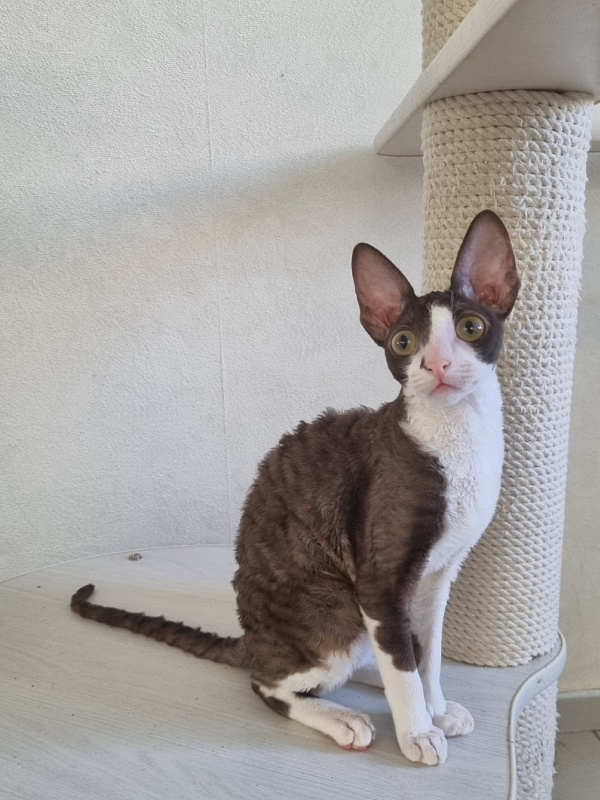 Cvetik Elemani Dream - Kitten cornish rex 4 months 2.5 weeks