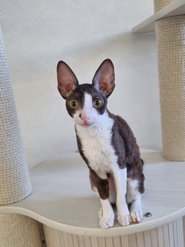 Cvetik Elemani Dream - Kitten cornish rex 4 months 2.5 weeks