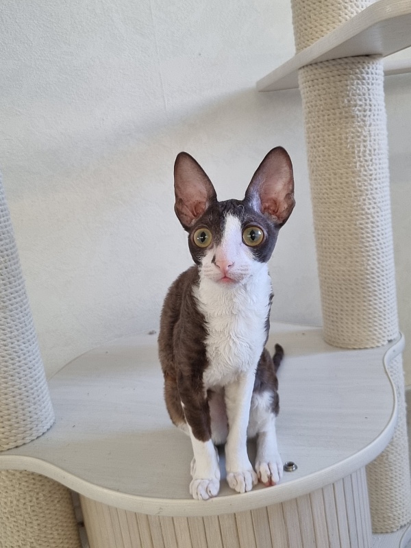 Cvetik Elemani Dream - Kitten cornish rex 4 months 2.5 weeks