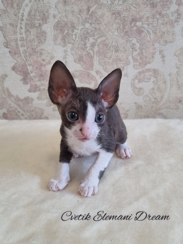 Cvetik Elemani Dream - Kitten cornish rex 1 month 1.5 week