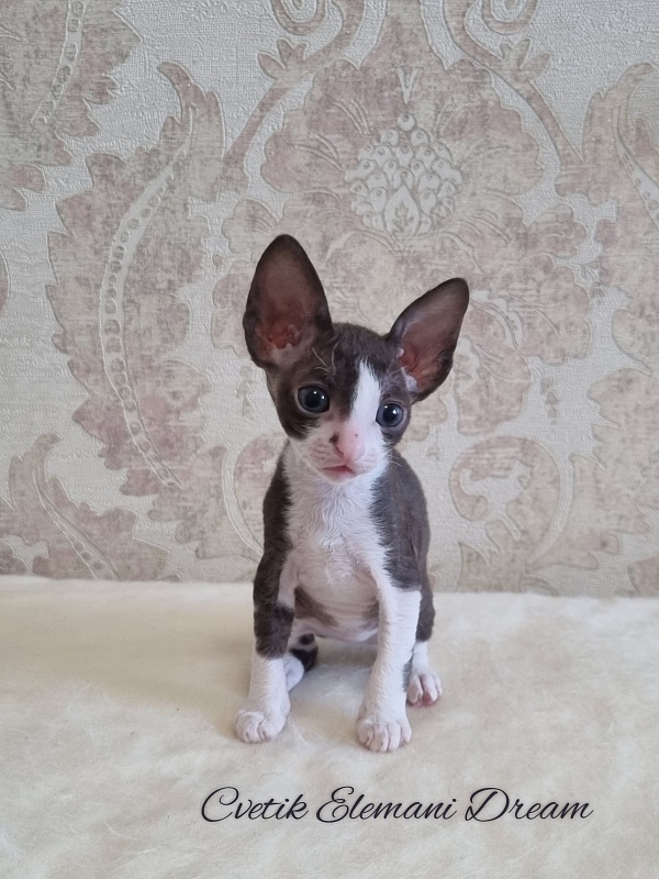 Cvetik Elemani Dream - Kitten cornish rex 1 month 1.5 week
