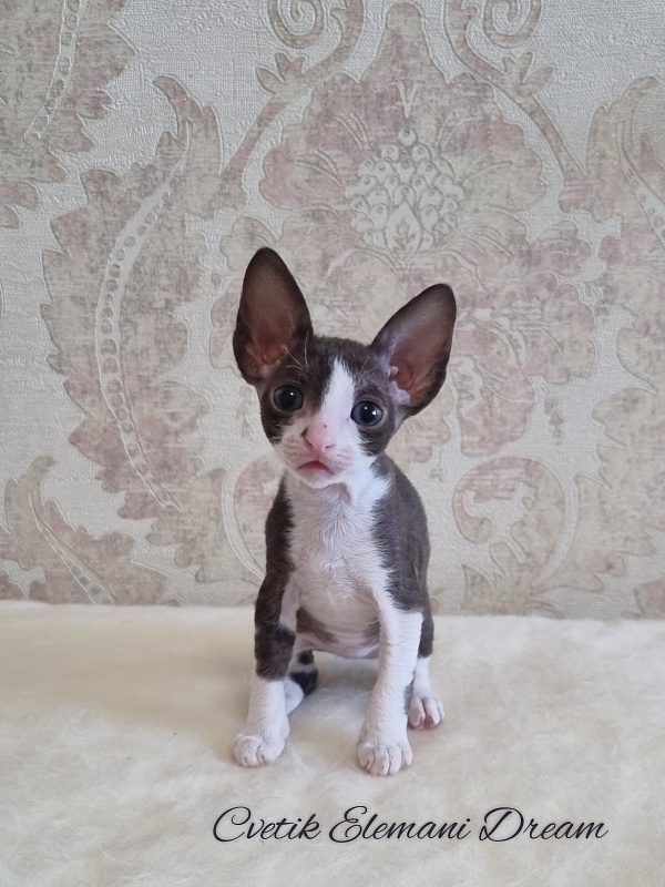 Cvetik Elemani Dream - Kitten cornish rex 1 month 1.5 week