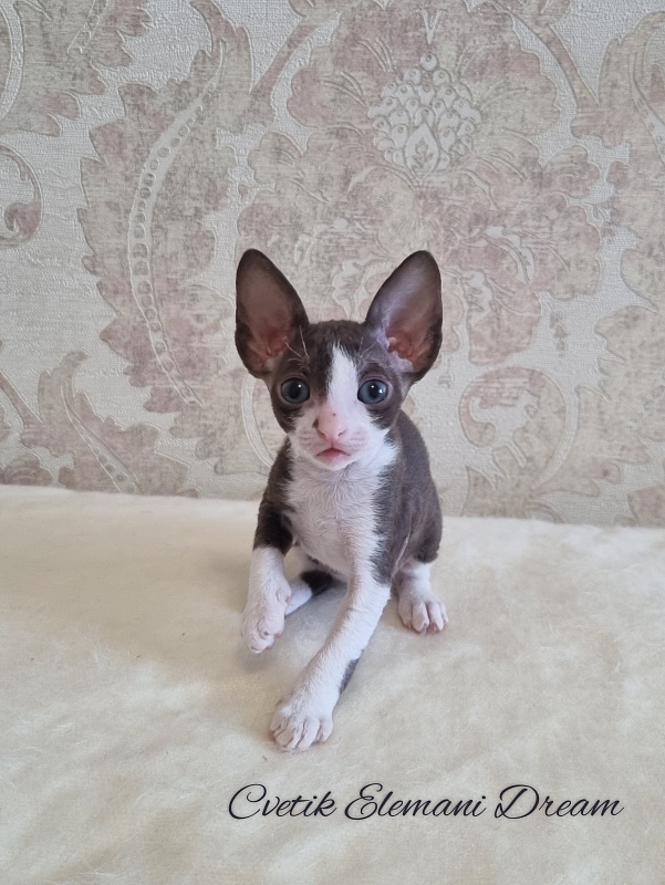 Cvetik Elemani Dream - Kitten cornish rex 1 month 1.5 week