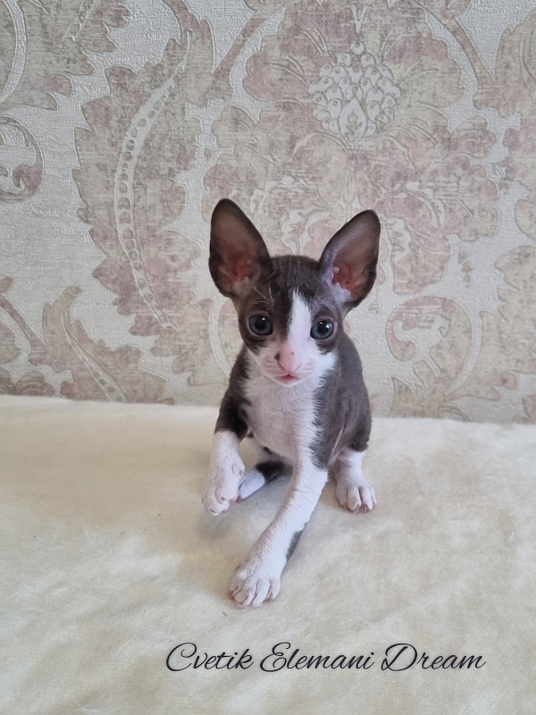 Cvetik Elemani Dream - Kitten cornish rex 1 month 1.5 week