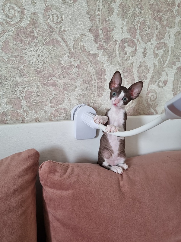 Cvetik Elemani Dream - Kitten cornish rex 1 month 3 weeks