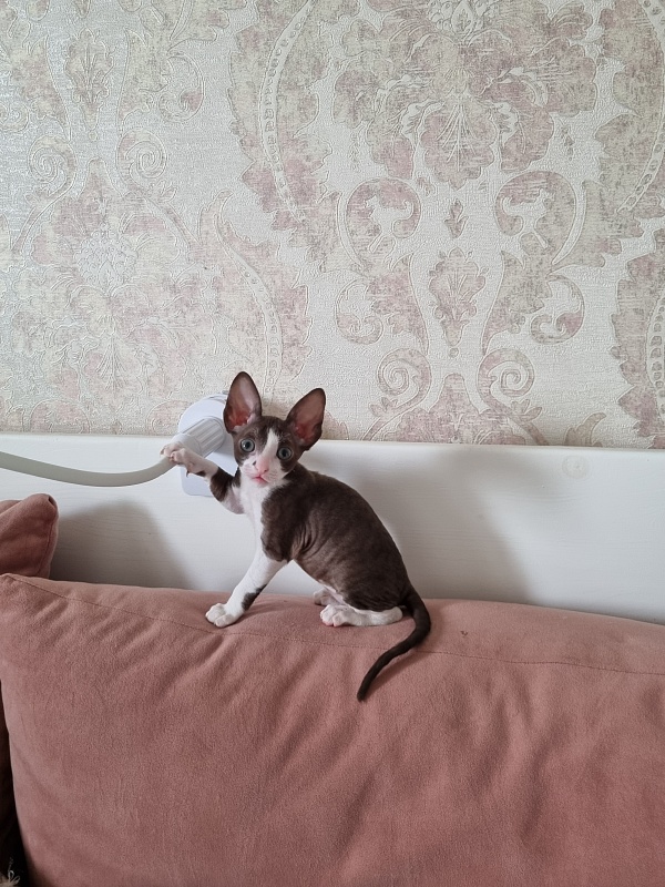 Cvetik Elemani Dream - Kitten cornish rex 1 month 3 weeks