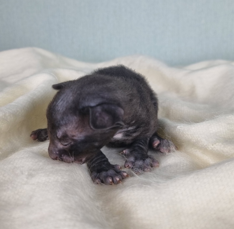 Cvetan Elemani Dream - Kitten cornish rex 1.5 week