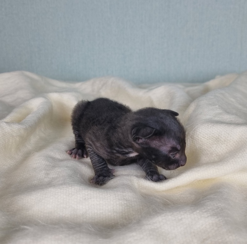 Cvetan Elemani Dream - Kitten cornish rex 1.5 week