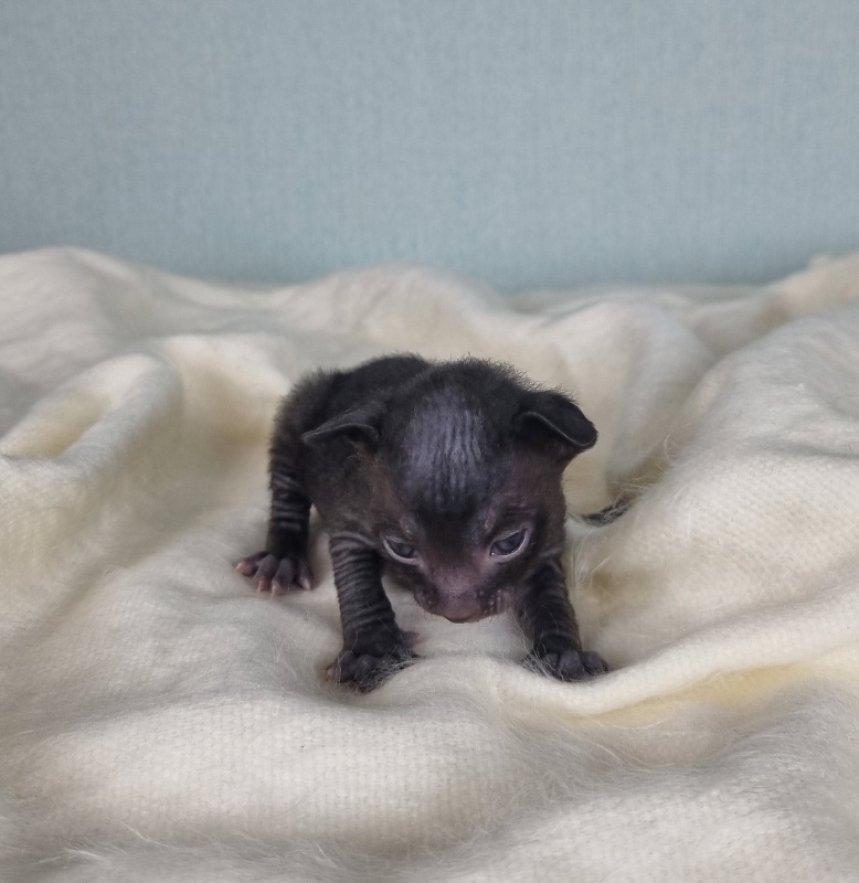 Cvetan Elemani Dream - Kitten cornish rex 1.5 week