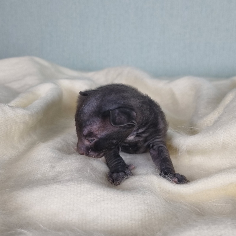 Cvetan Elemani Dream - Kitten cornish rex 1.5 week