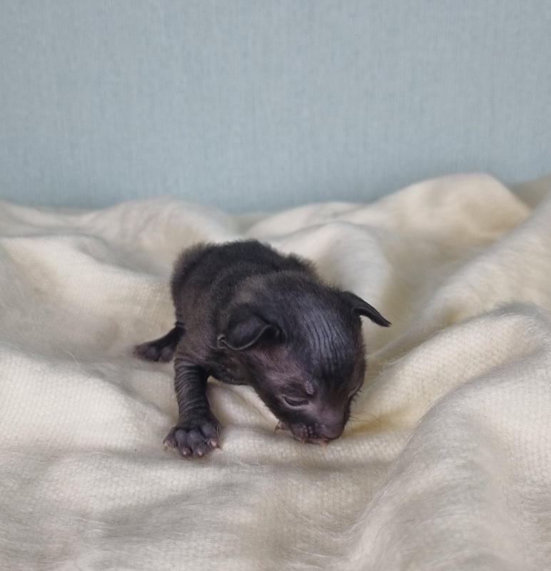 Cvetan Elemani Dream - Kitten cornish rex 1.5 week