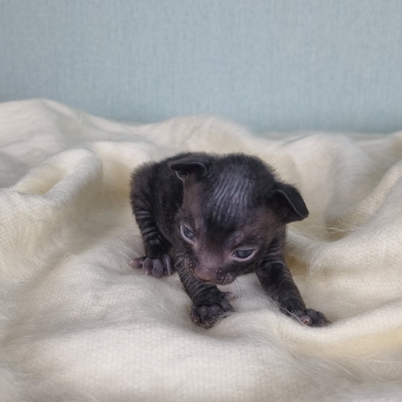 Cvetan Elemani Dream - Kitten cornish rex 1.5 week