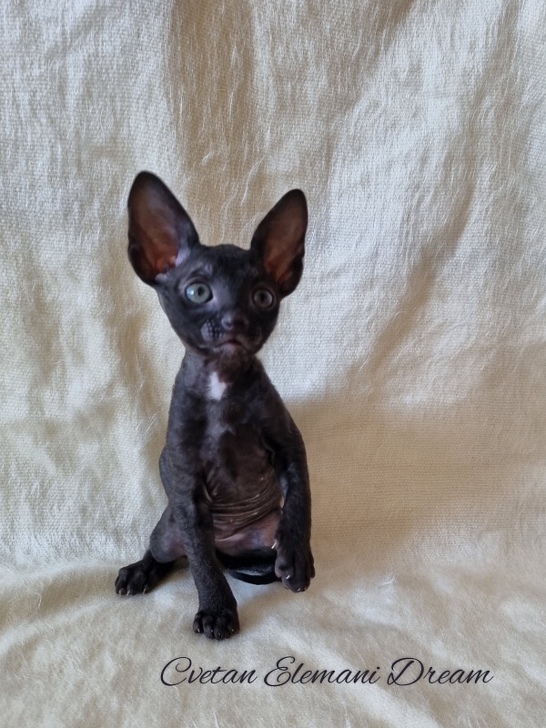 Cvetan Elemani Dream - Kitten cornish rex 1 month 1.5 week