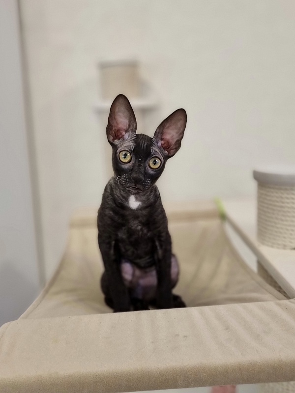 Cvetan Elemani Dream - Kitten cornish rex 4 months