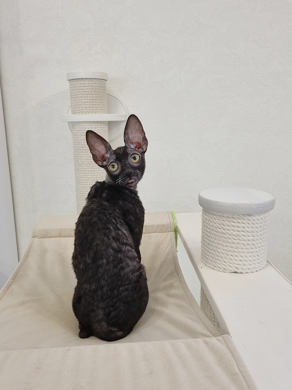 Cvetan Elemani Dream - Kitten cornish rex 4 months