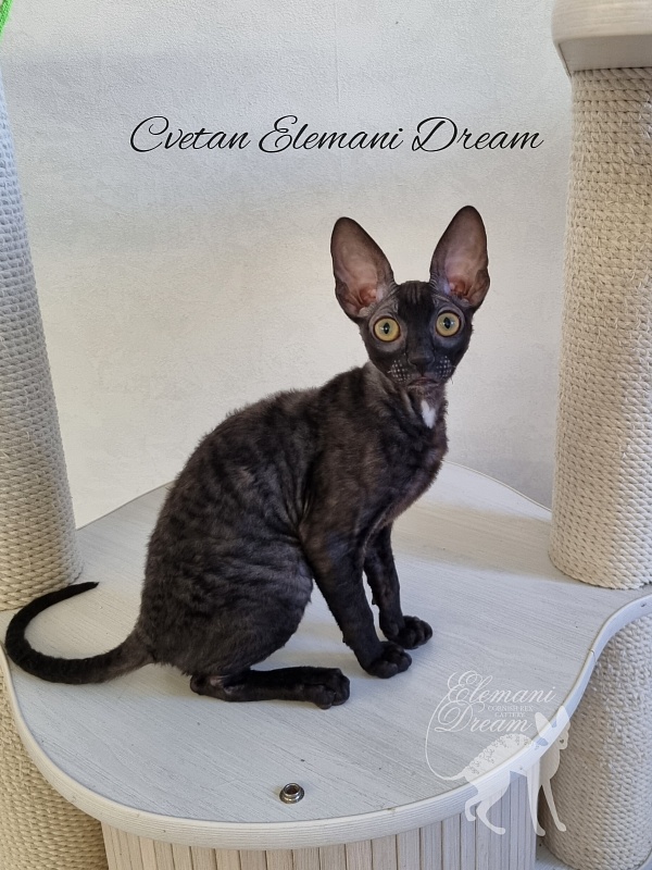 Cvetan Elemani Dream - Kitten cornish rex 4 months 1 week