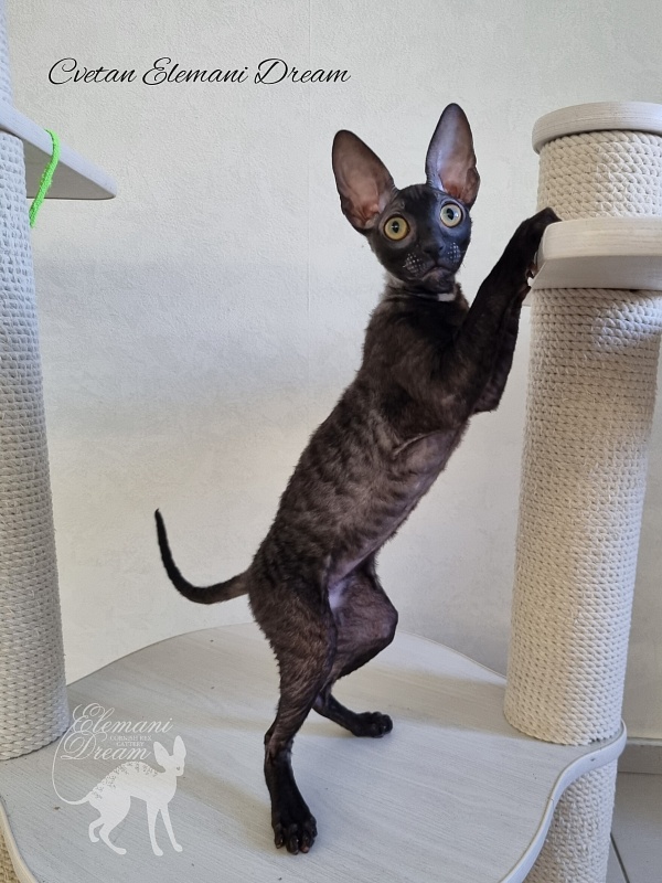 Cvetan Elemani Dream - Kitten cornish rex 4 months 1 week