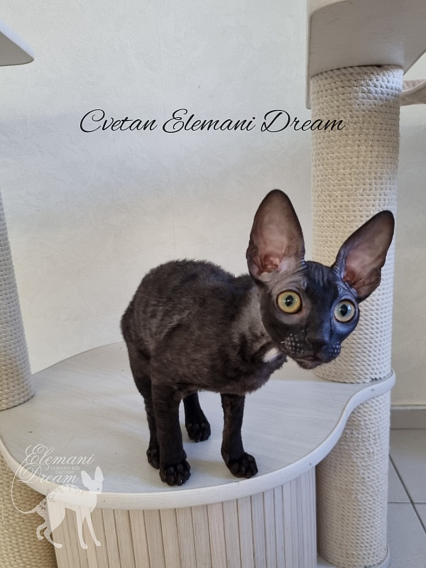 Cvetan Elemani Dream - Kitten cornish rex 4 months 1 week