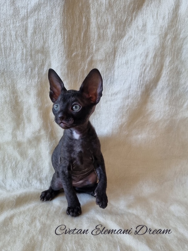 Cvetan Elemani Dream - Kitten cornish rex 1 month 1.5 week