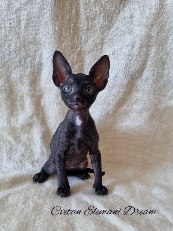 Cvetan Elemani Dream - Kitten cornish rex 1 month 1.5 week