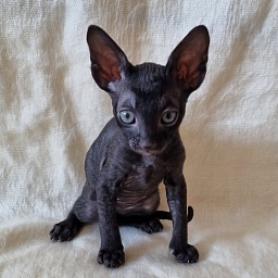 Cvetan Elemani Dream