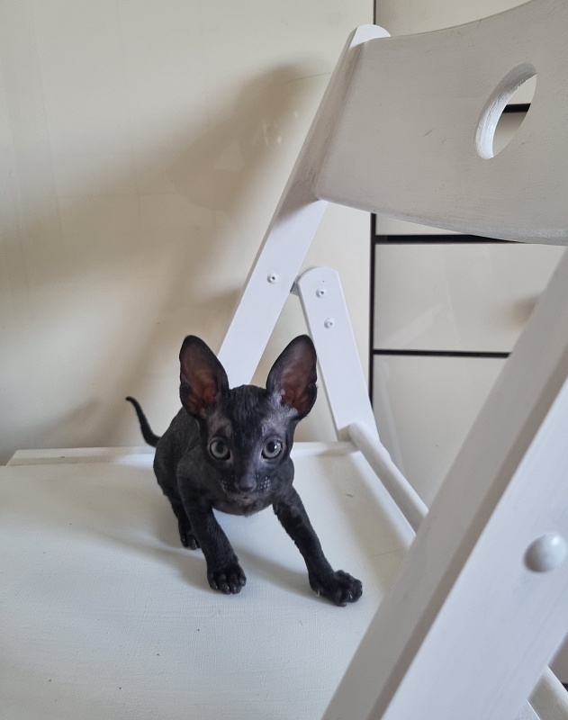 Cvetan Elemani Dream - Kitten cornish rex 1 month 2 weeks