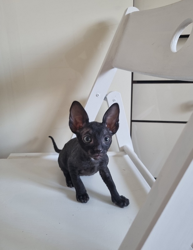 Cvetan Elemani Dream - Kitten cornish rex 1 month 2 weeks