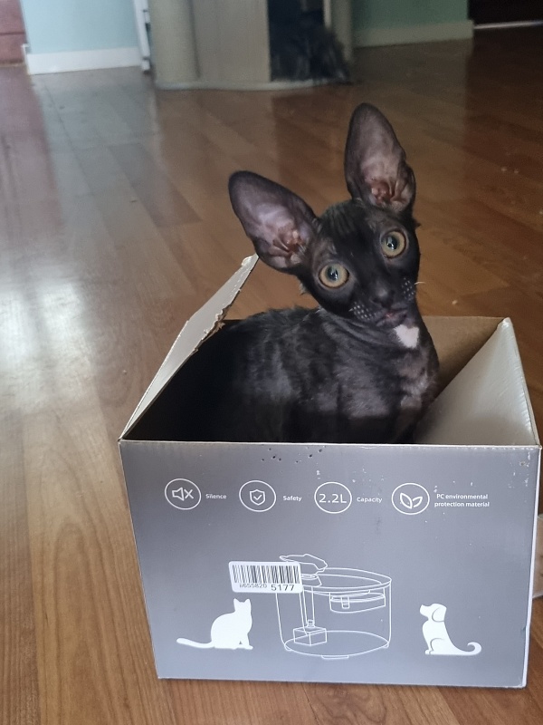 Cvetan Elemani Dream - Kitten cornish rex 2 months 3 weeks