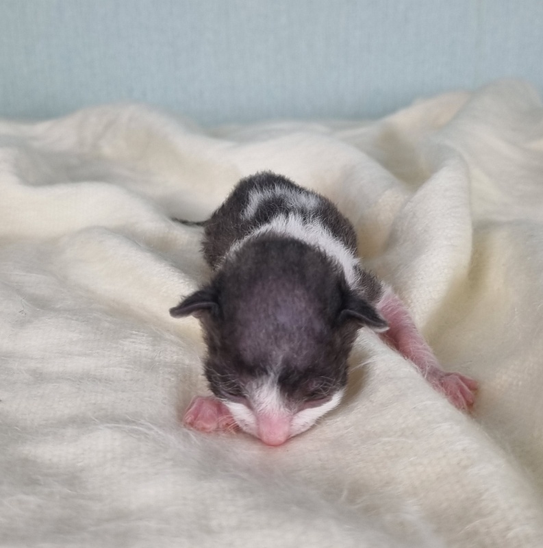 Da Vinchi Elemani Dream - Kitten cornish rex 1 week