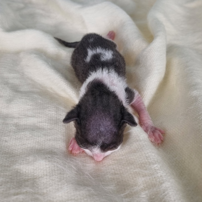 Da Vinchi Elemani Dream - Kitten cornish rex 1 week