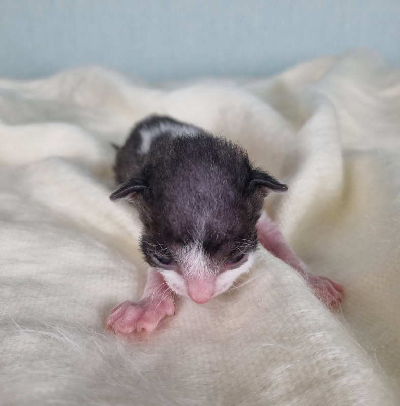 Da Vinchi Elemani Dream - Kitten cornish rex 1 week