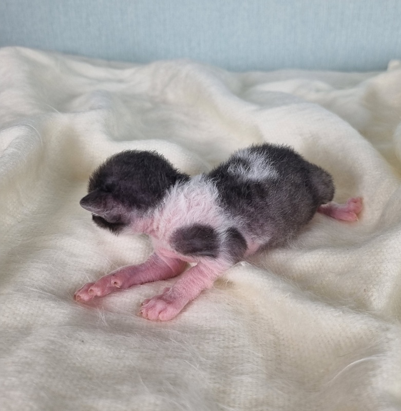 Da Vinchi Elemani Dream - Kitten cornish rex 1 week
