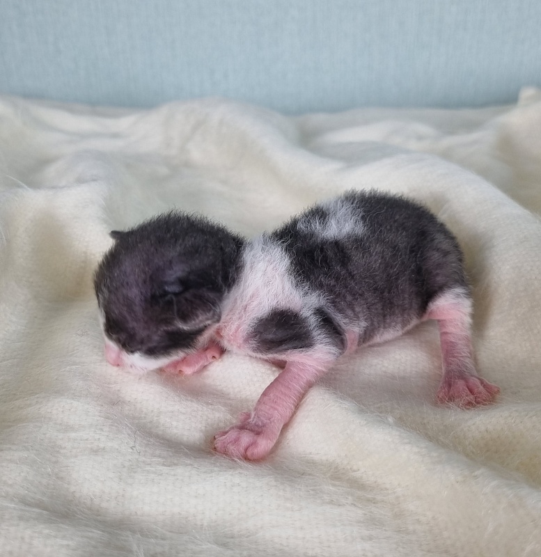 Da Vinchi Elemani Dream - Kitten cornish rex 1 week