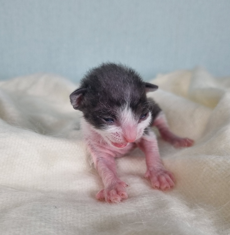Da Vinchi Elemani Dream - Kitten cornish rex 1 week