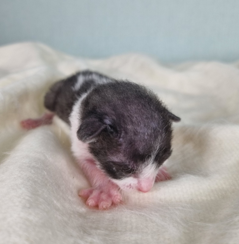 Da Vinchi Elemani Dream - Kitten cornish rex 1 week